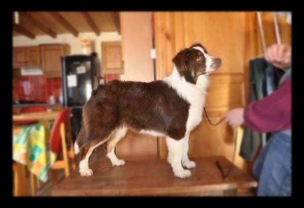 Publication : Loutchi Des Rioux Auteur : Bonnevialle Marie