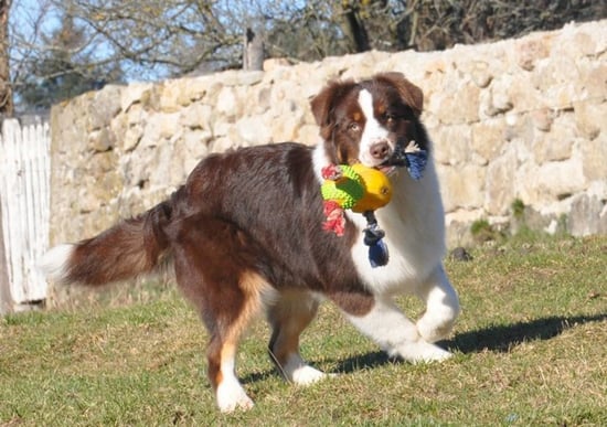 Publication : Loutchi Des Rioux Auteur : Bonnevialle Marie