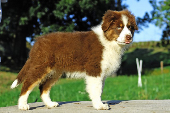 Publication : Loutchi Des Rioux Auteur : Bonnevialle Marie