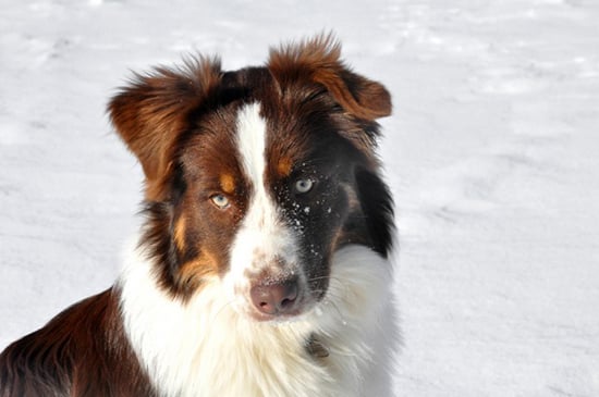 Publication : Loutchi Des Rioux Auteur : Bonnevialle Marie