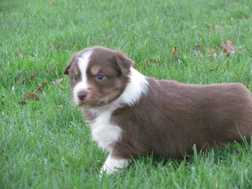 CHIOT - Berger Australien
