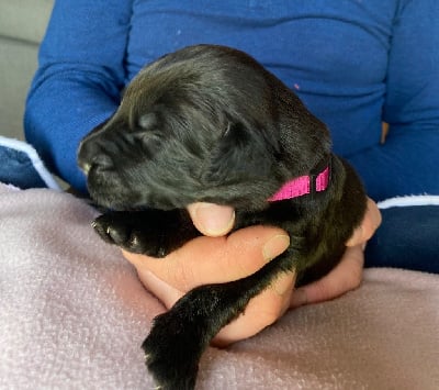 Les chiots de Berger de Brie