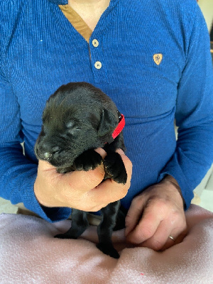 Les chiots de Berger de Brie