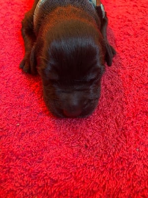 Les chiots de Berger de Brie