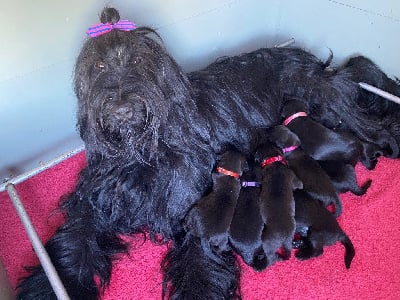 Les chiots de Berger de Brie
