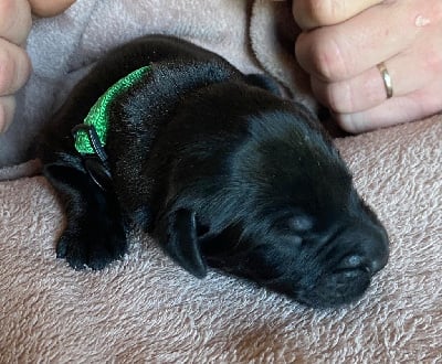 Les chiots de Berger de Brie