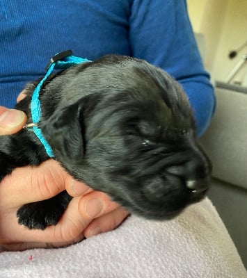 Les chiots de Berger de Brie