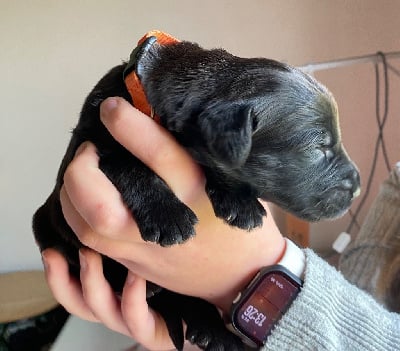 Les chiots de Berger de Brie