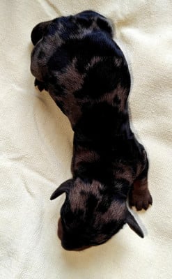 Les chiots de Teckel poil dur