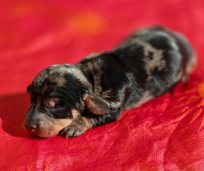 Les chiots de Teckel poil dur