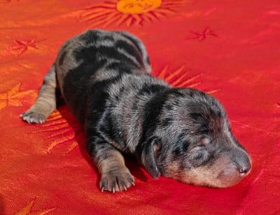 Les chiots de Teckel poil dur