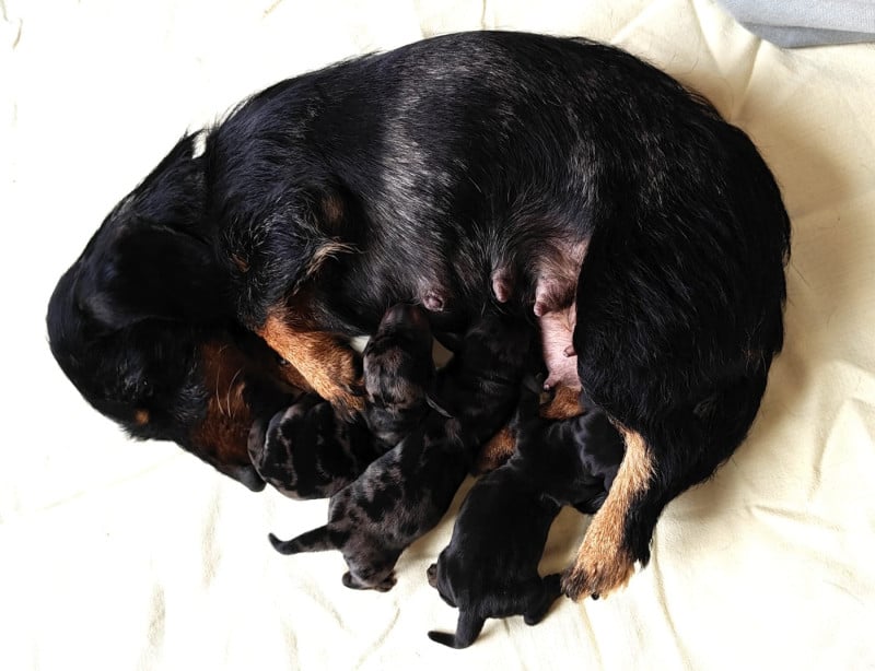 Teckel poil dur - Du Pont Des Croix