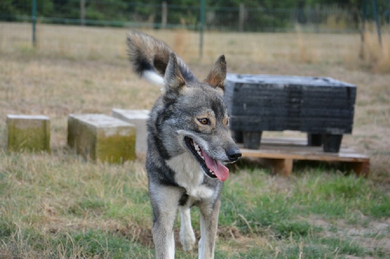 Publication : Of Blue Skunky