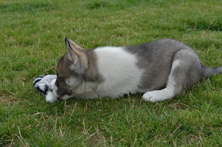 Publication : Of Blue Skunky