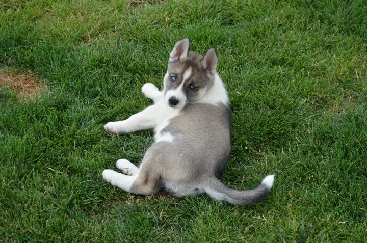 Publication : Of Blue Skunky