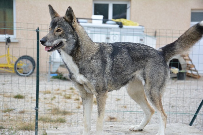 Publication : Of Blue Skunky