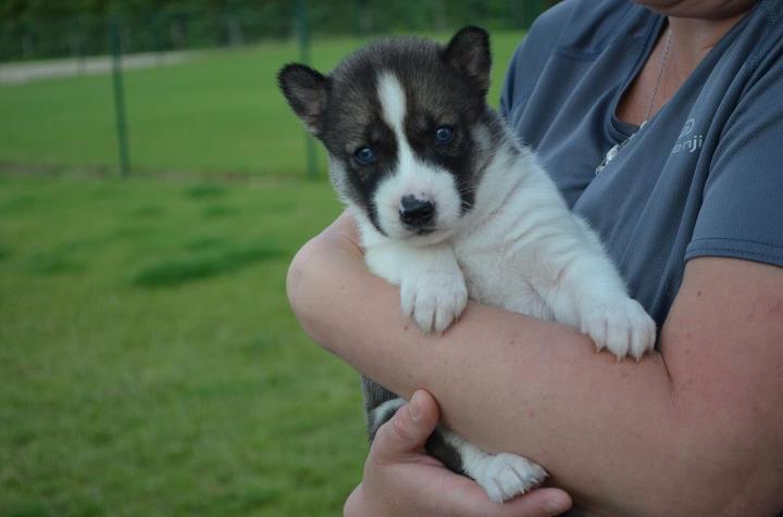 Publication : Of Blue Skunky