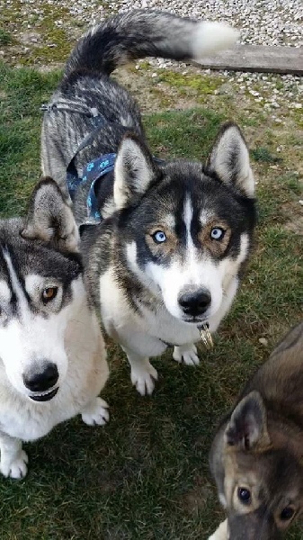 Publication : Of Blue Skunky