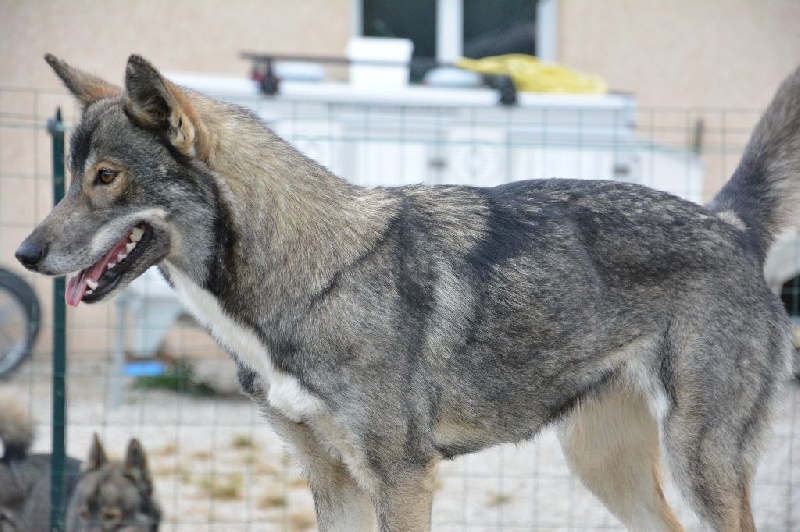 Publication : Of Blue Skunky