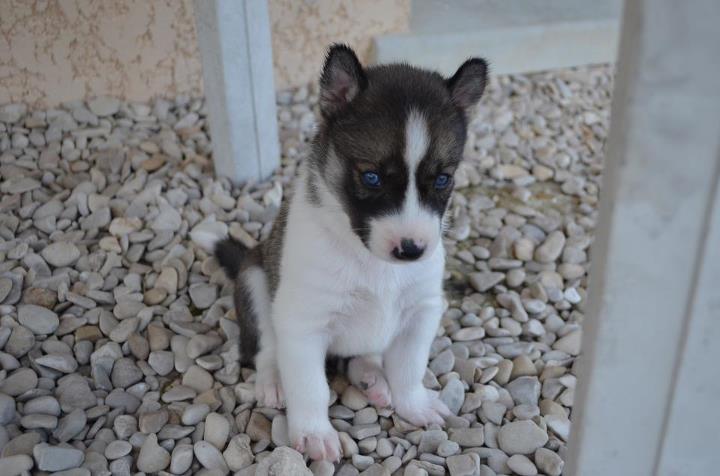 Publication : Of Blue Skunky