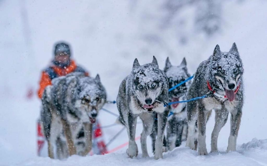 Mystik Of Blue Skunky - La Grande Odyssée 2019 Trophée Eukanuba classement 3ème