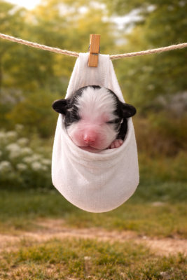 Les chiots de Berger Américain Miniature