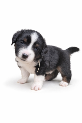 Les chiots de Berger Américain Miniature 