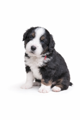 Les chiots de Berger Américain Miniature 