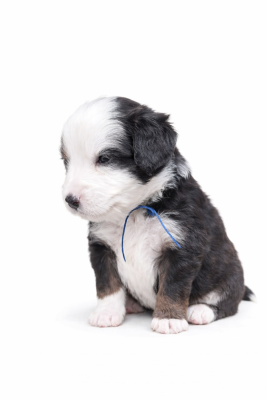 Les chiots de Berger Américain Miniature 