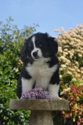 Les chiots de Berger Américain Miniature 