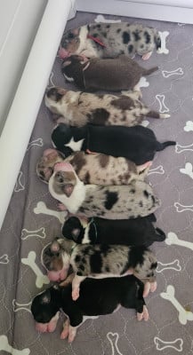 Les chiots de Berger Américain Miniature 