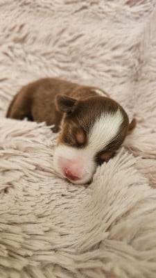 Les chiots de Berger Américain Miniature 