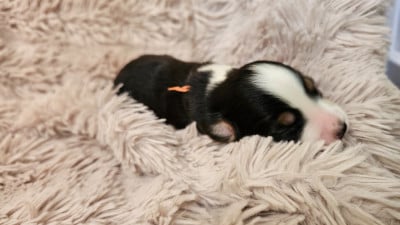 Les chiots de Berger Américain Miniature 