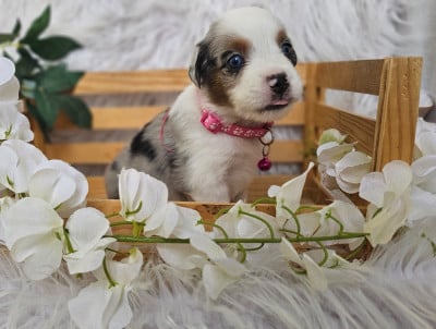 Les chiots de Berger Américain Miniature 
