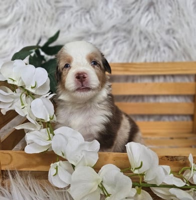 Les chiots de Berger Américain Miniature 