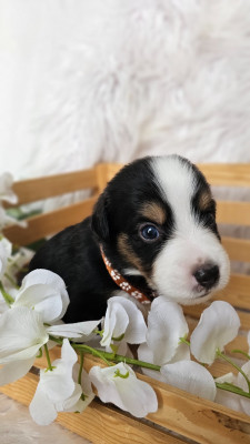 Les chiots de Berger Américain Miniature 