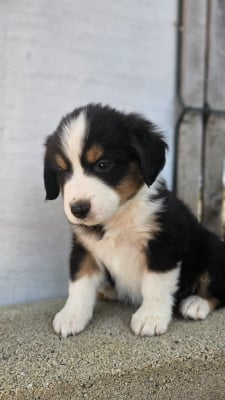 Les chiots de Berger Américain Miniature 