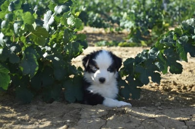Les chiots de Berger Américain Miniature 