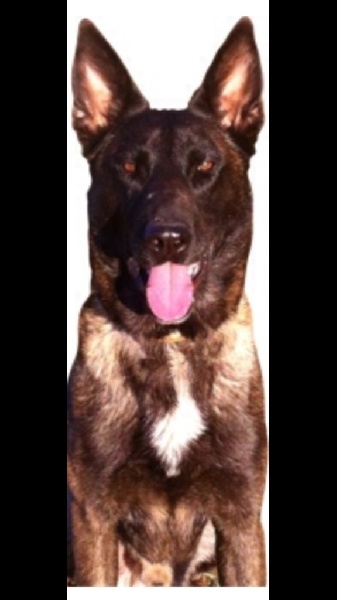 Publication : De La Lignée Royale