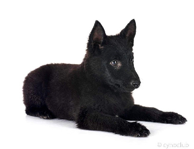Les chiots de Schipperke