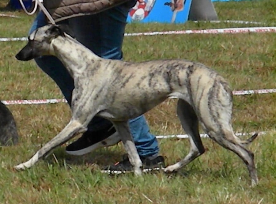 Publication : Des Filles D'eole Auteur : Les Filles d'Eole