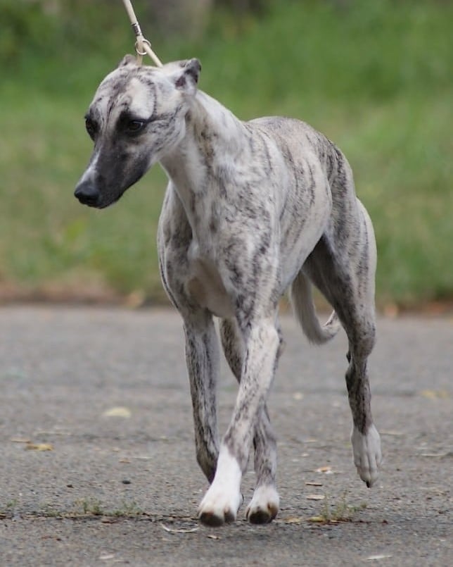 Publication : Des Filles D'eole Auteur : Les Filles d'Eole