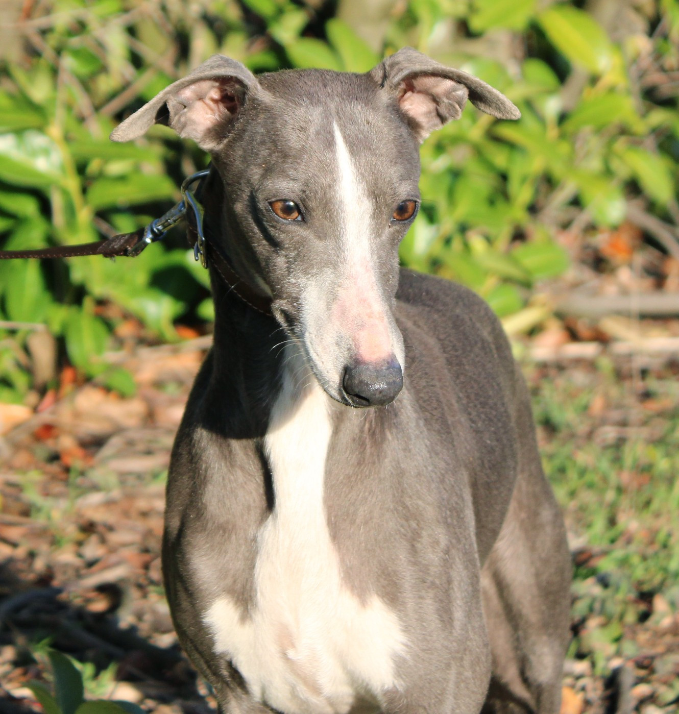 Publication : Des Filles D'eole Auteur : Les Filles d'Eole