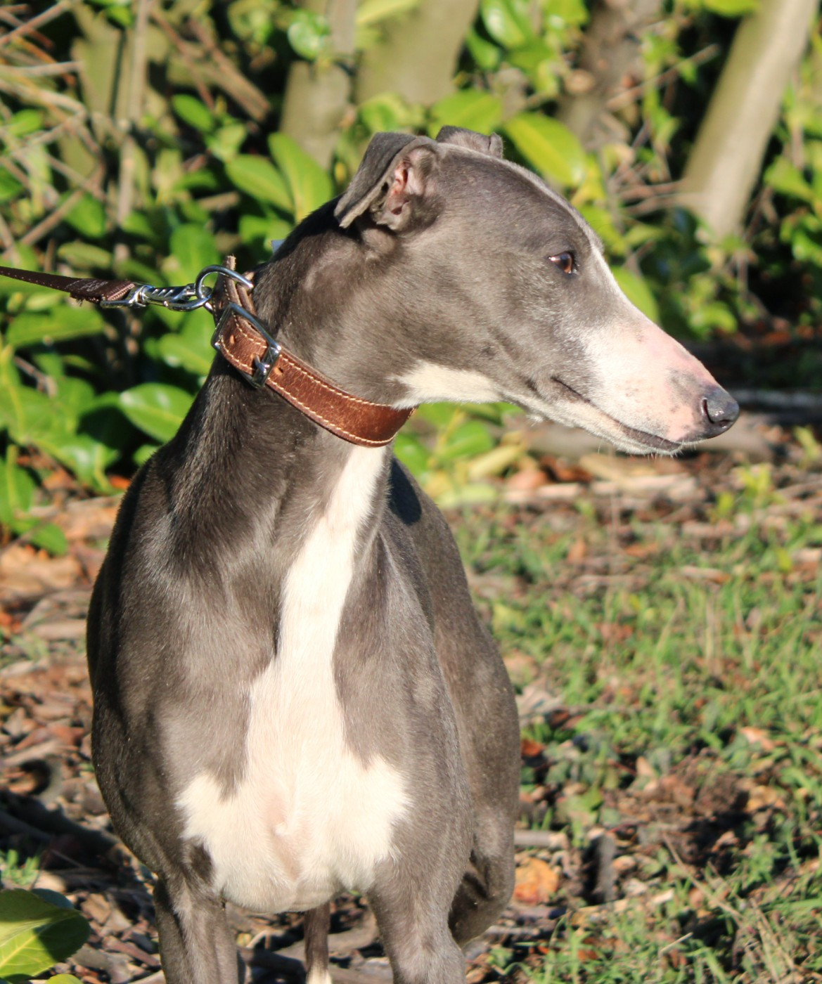 Publication : Des Filles D'eole Auteur : Les Filles d'Eole