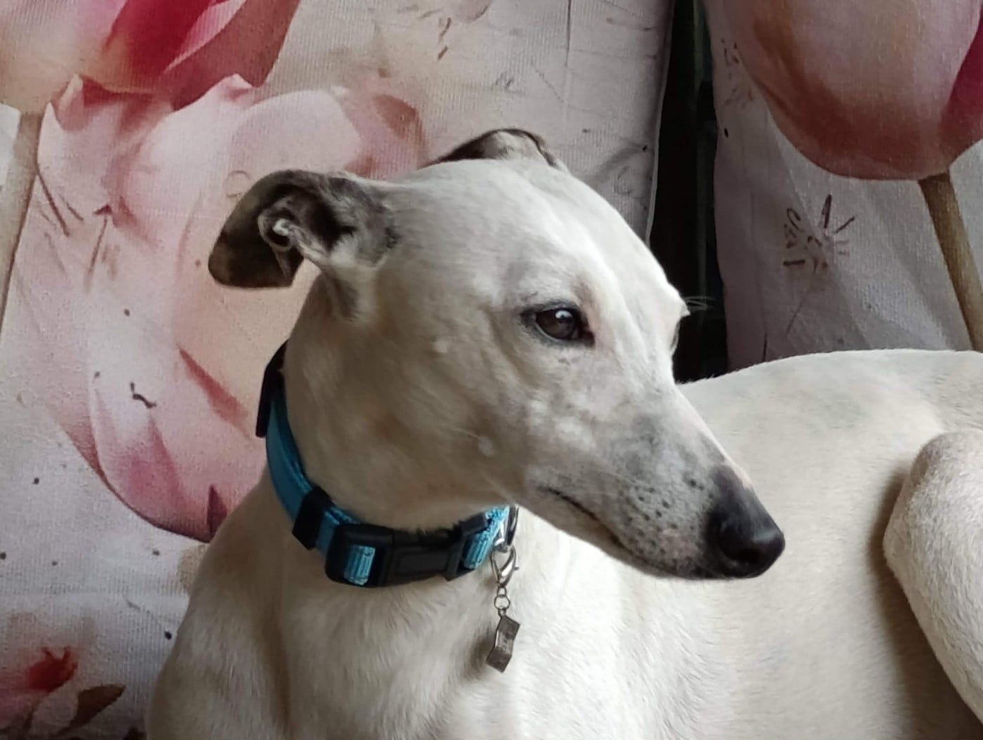 Udine Des Filles D'eole