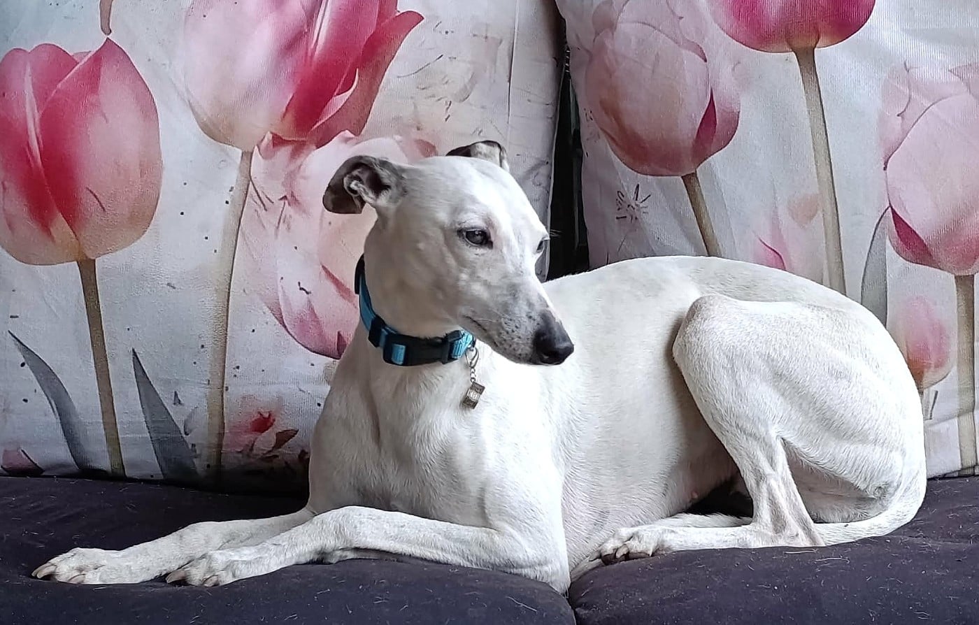 Udine Des Filles D'eole