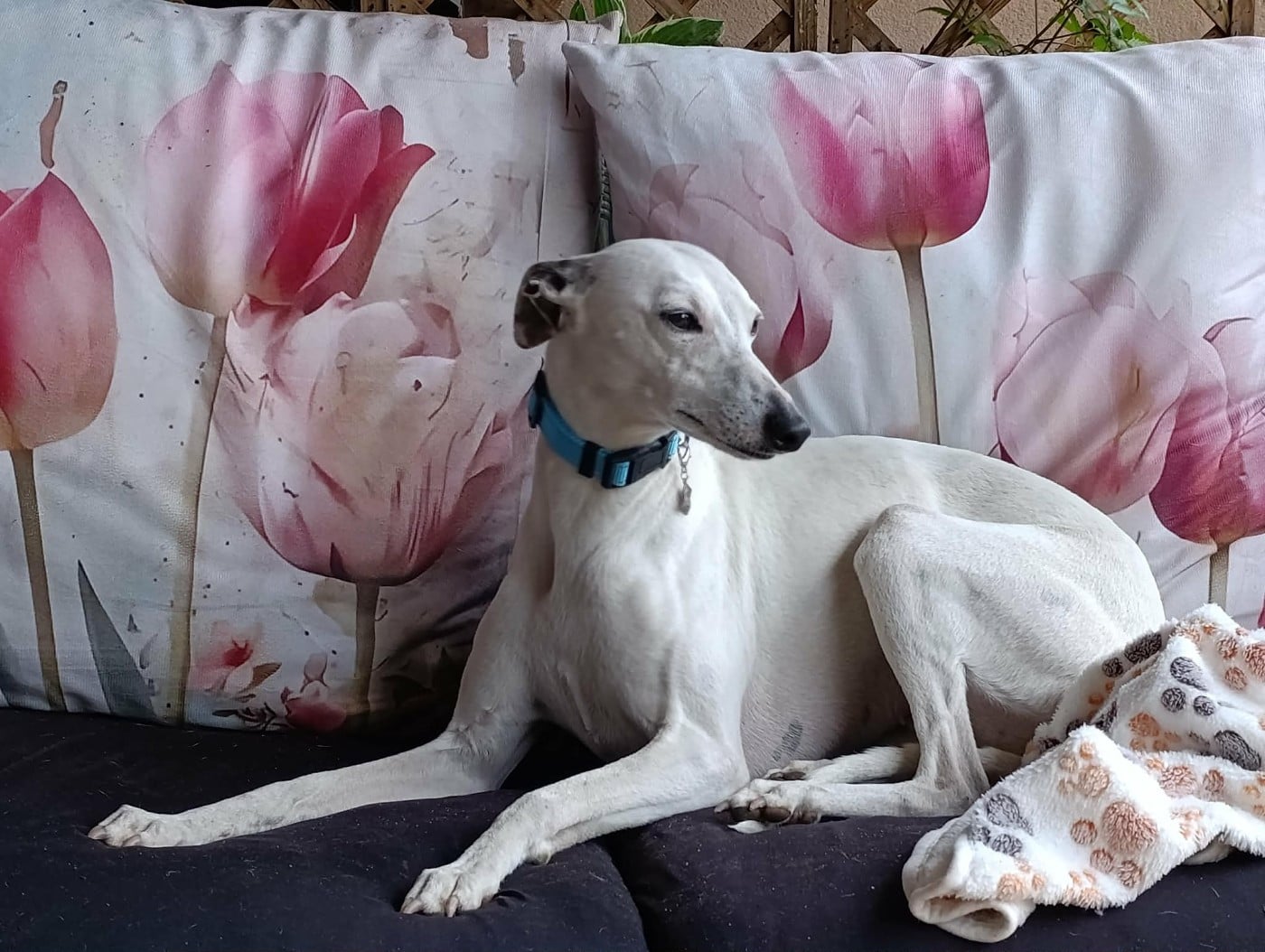 Udine Des Filles D'eole