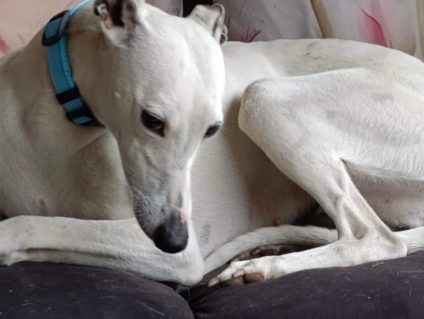 Udine Des Filles D'eole