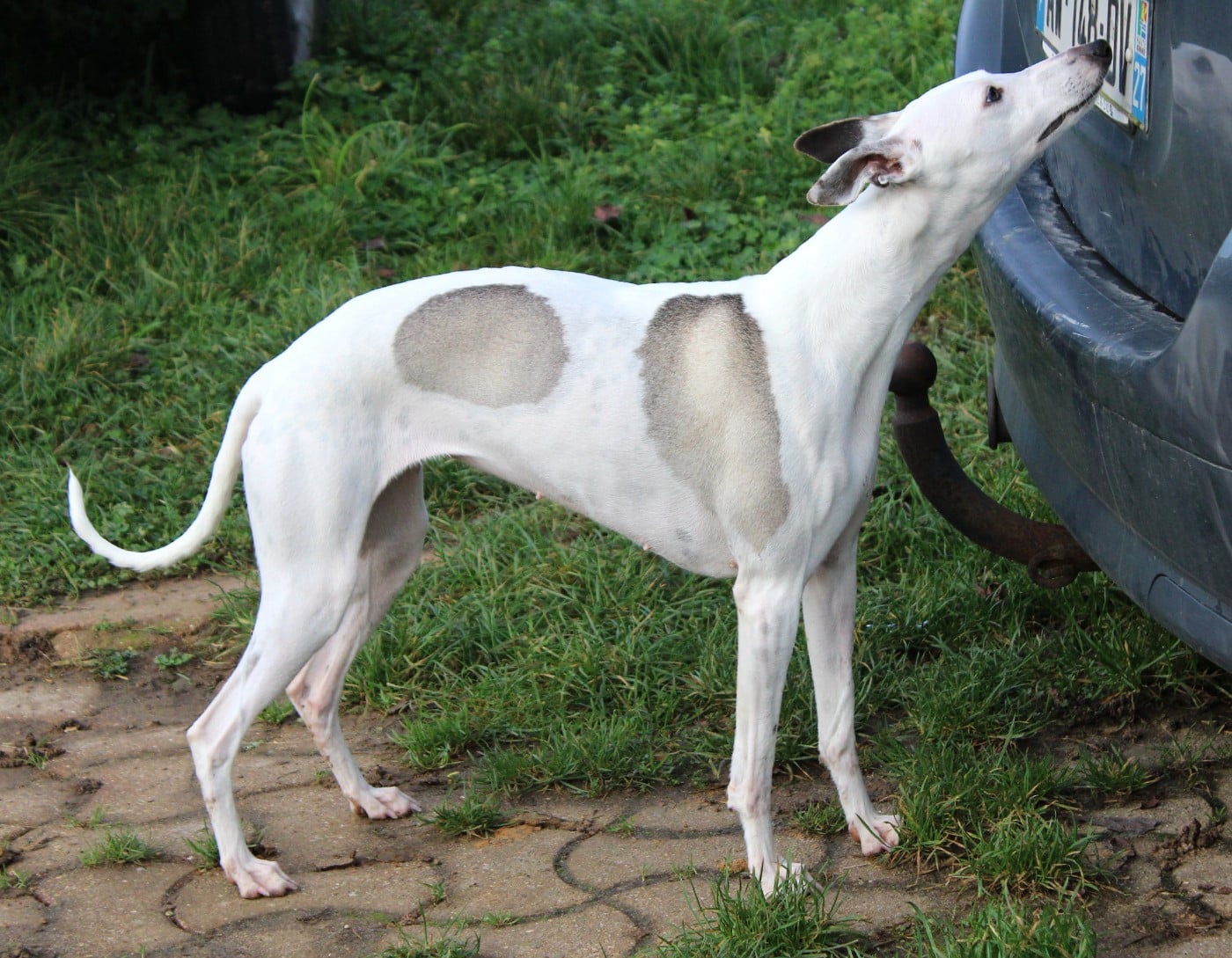 Udine Des Filles D'eole