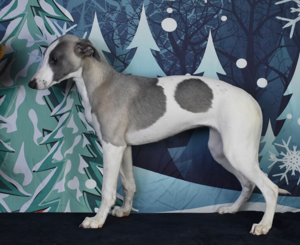 Publication : Des Filles D'eole Auteur : Filles d Éole